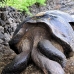 tortoise_galapagos_pa_v_0094_ecu2128.jpg